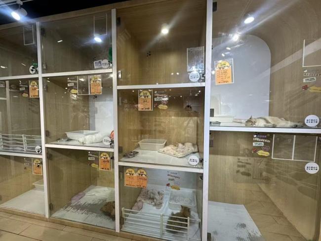 上海市中心商场现宠物售卖，多店入驻成潮流，吸睛无数
