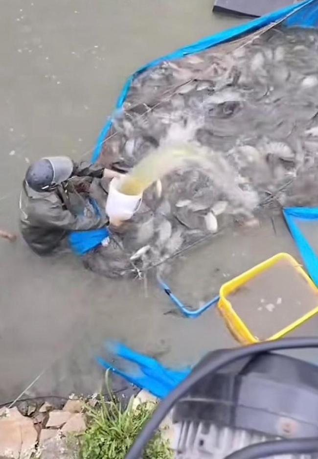 水产市场“麻醉鱼”调查 丁香酚使用引争议