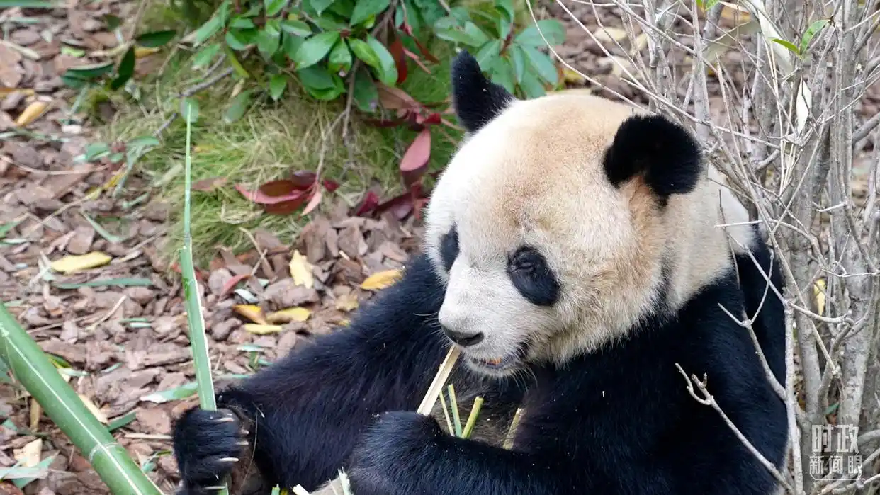 中法元首外交再写佳话_中法元首会晤 都江堰 中国智慧 中法全面战略伙伴关系