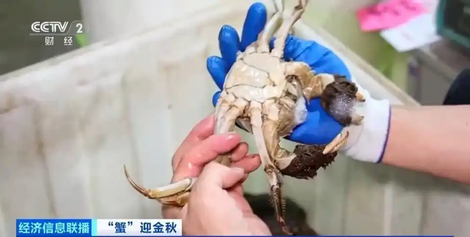 江苏兴化安丰国蟹市场：金牌挑蟹师30年练就的挑蟹秘诀