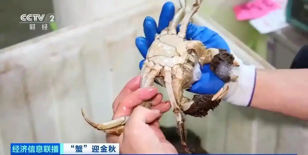 交易市场的螃蟹品质守门人，跟随镜头认识金牌挑蟹师