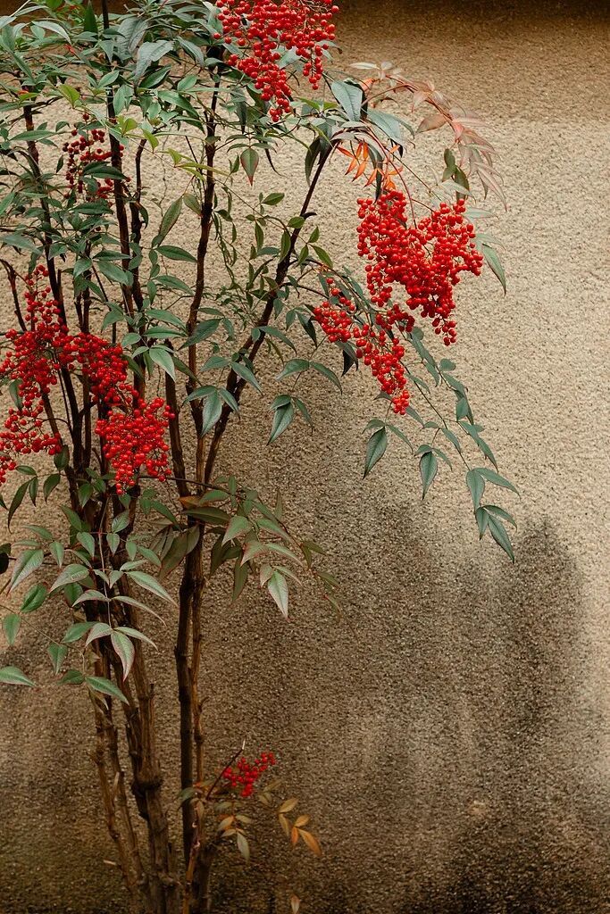 立冬建议早睡晚起_立冬节气养生_南天竹插花艺术