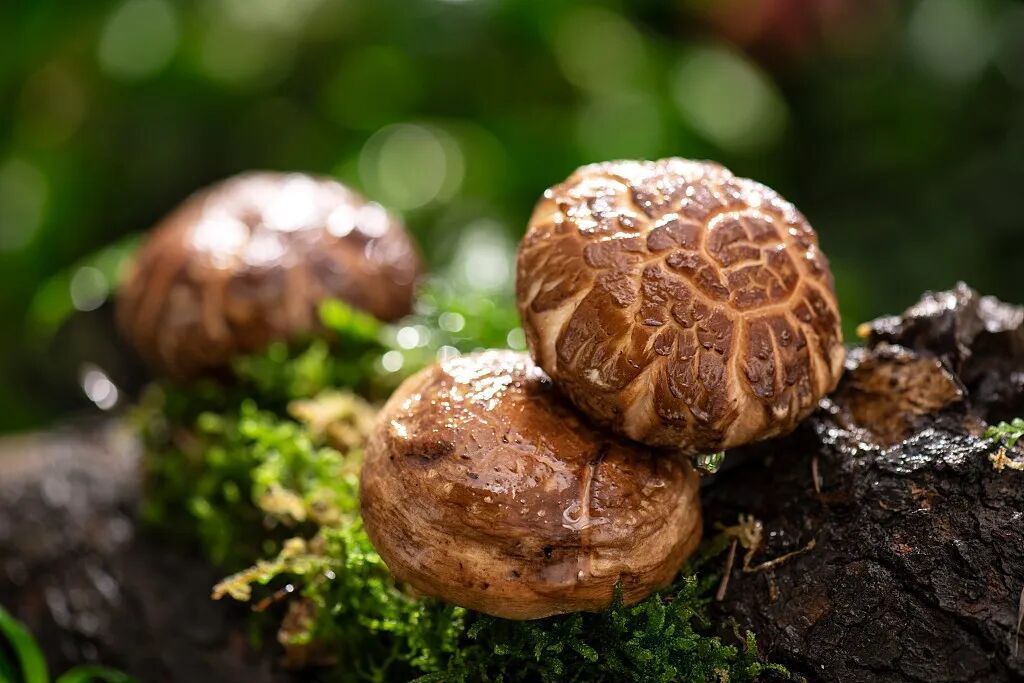 立冬节气养生_立冬建议早睡晚起_南天竹插花艺术