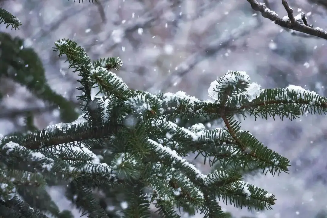 大雪节气习俗_大雪节气为啥要喝红薯粥_大雪节气三候