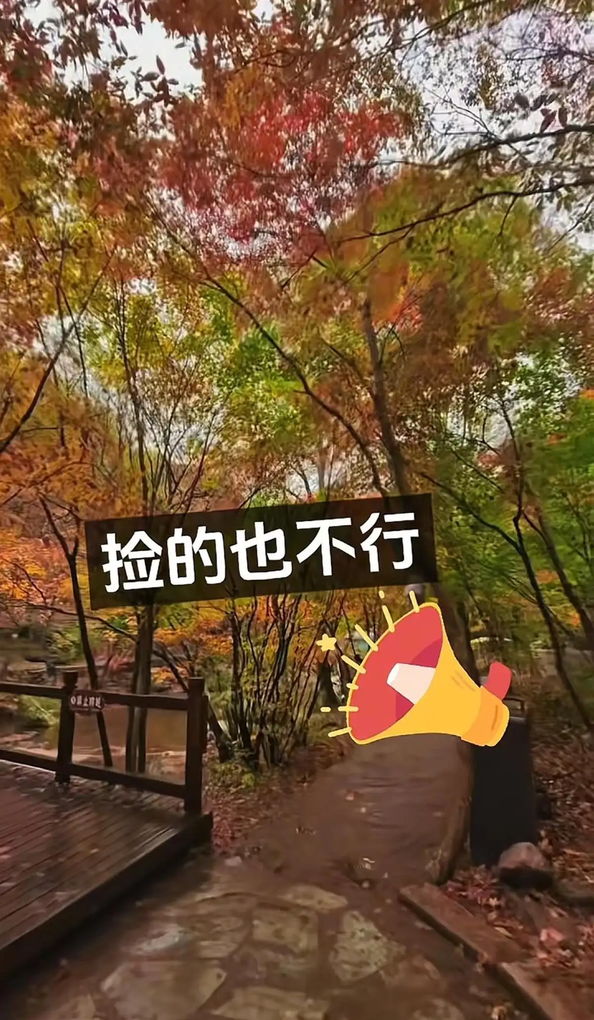 辽宁本溪老边沟景区禁止捡枫叶引疑问，工作人员回应原因