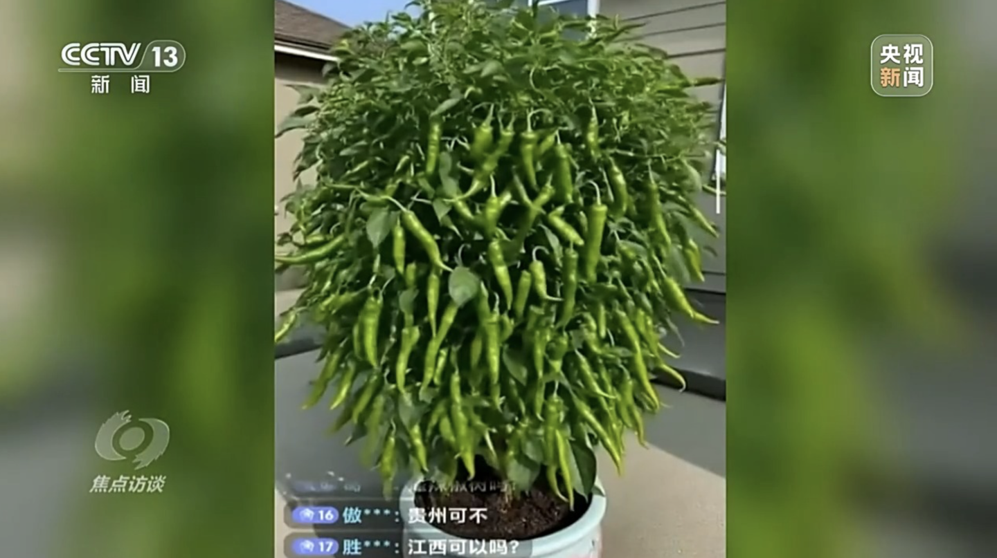 网络直播间现山寨AI带货乱象，AI生成画面骗消费者下单？