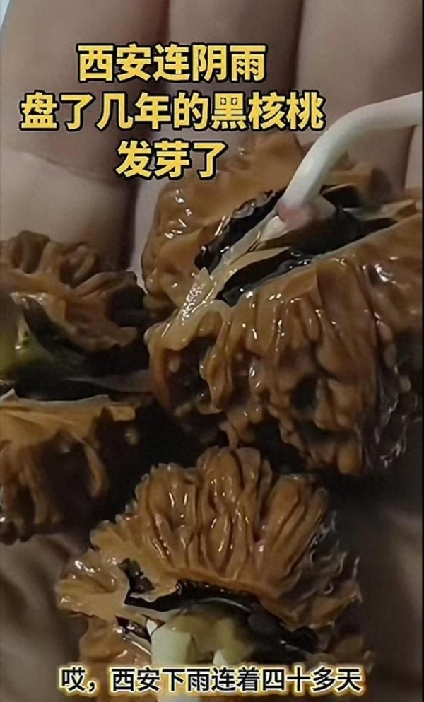 西安连阴雨下四十多天！文玩核桃发芽，网友戏称‘雨水灌溉套餐’