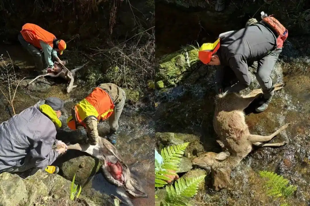 日本猎人职业_日本熊灾_中国90后在闹熊灾的日本当全职猎人