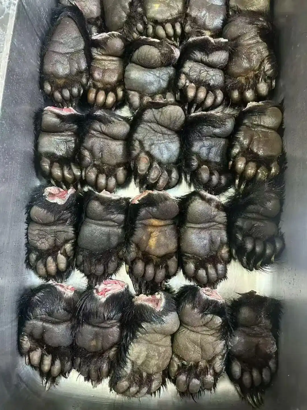 日本猎人职业_中国90后在闹熊灾的日本当全职猎人_日本熊灾