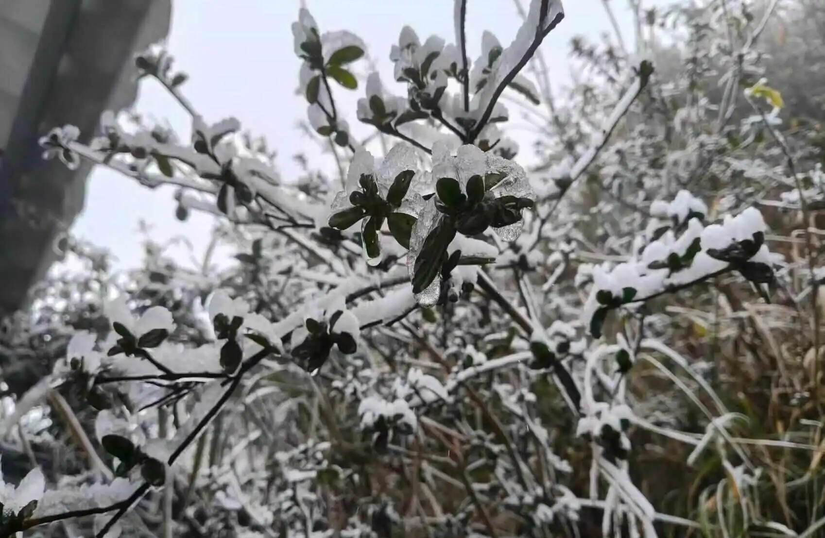 粤北高海拔山区雾凇奇观_广东冷到“结冰”了_广东气温骤降雾凇观赏