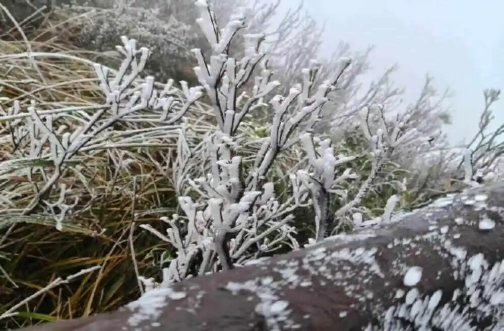 粤北高海拔山区雾凇奇观_广东冷到“结冰”了_广东气温骤降雾凇观赏