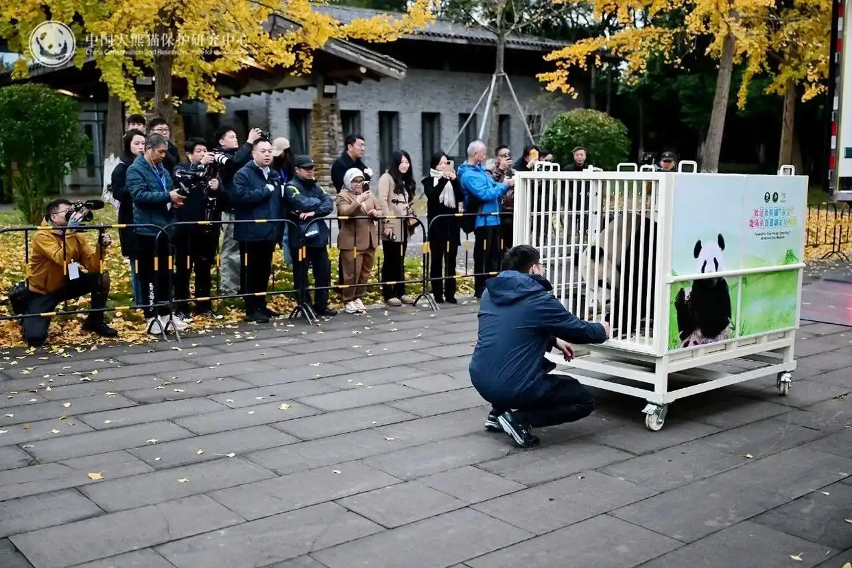 最后2只旅日大熊猫即将回国_大熊猫晓月性格特点_中国大熊猫辰星晓月马来西亚旅居