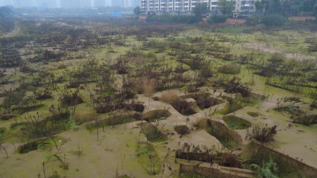 西安连日阴雨市民称古墓变森林 雨水催生草木茂盛
