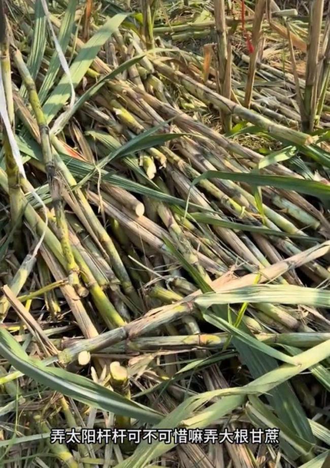 航拍万人涌入地里“偷甘蔗”