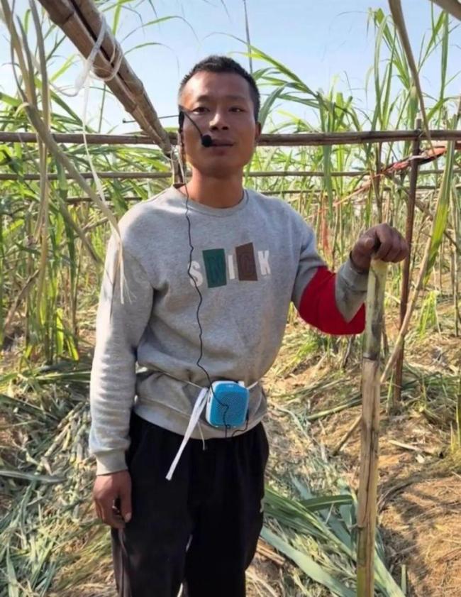 航拍万人涌入地里“偷甘蔗” 增设入场费应对浪费现象