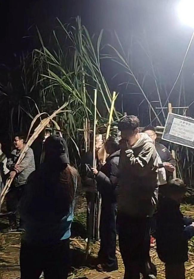 航拍万人涌入地里“偷甘蔗” 增设入场费应对浪费现象