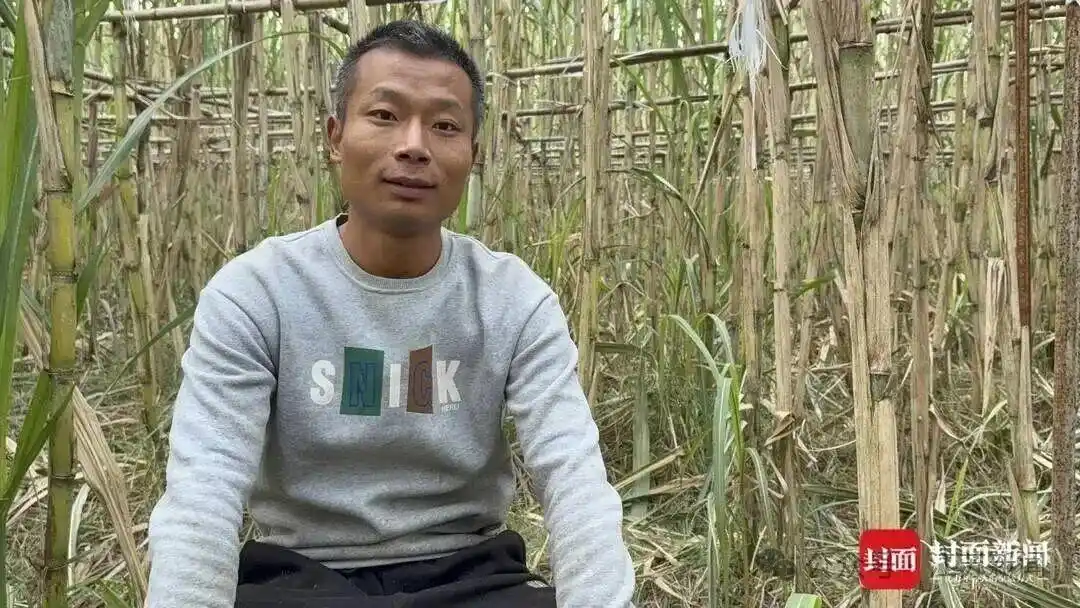 四川眉山真人偷甘蔗体验区_航拍万人涌入地里“偷甘蔗”_眉山自助偷甘蔗活动