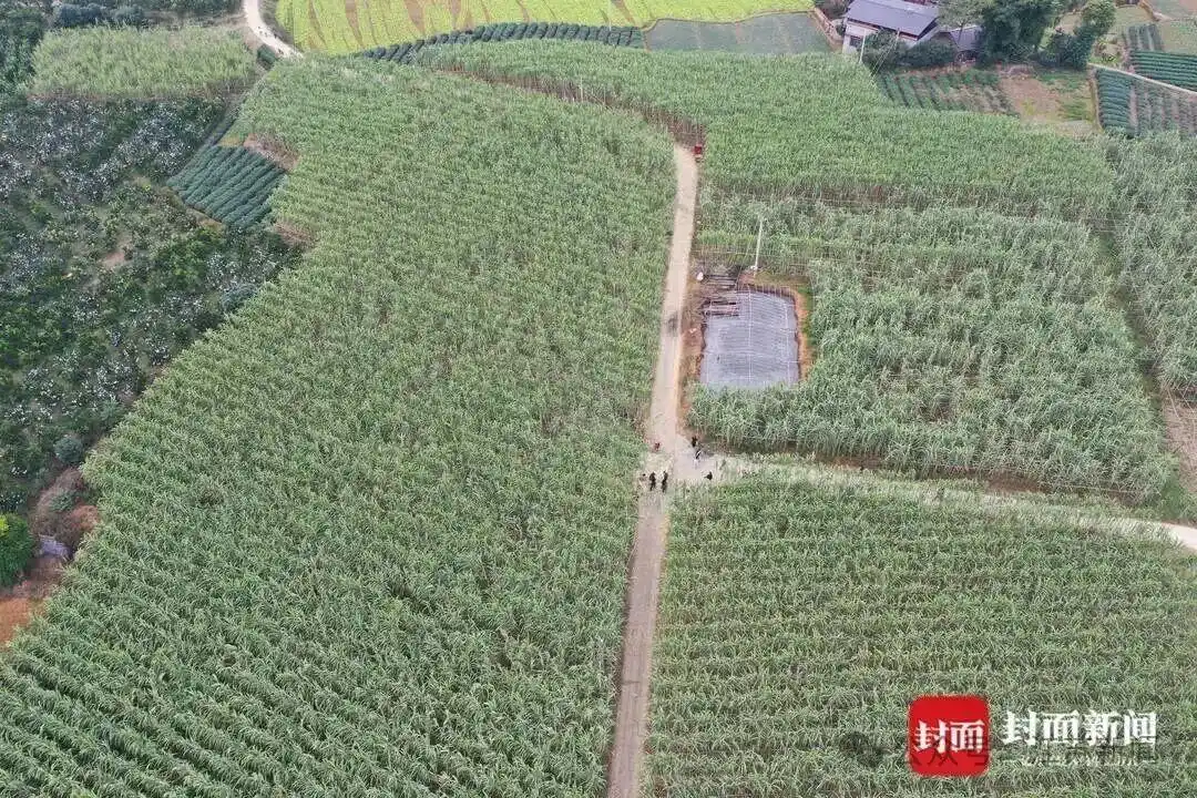 眉山自助偷甘蔗活动_航拍万人涌入地里“偷甘蔗”_四川眉山真人偷甘蔗体验区
