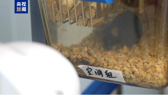 “太空小鼠”，当妈妈了！