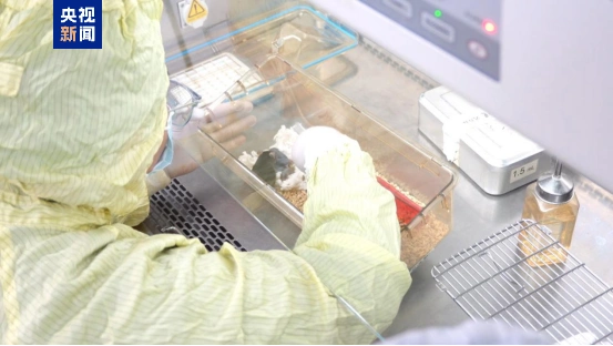 空间站小鼠实验_太空小鼠繁育_“太空小鼠”当妈了