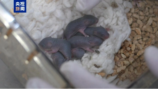 “太空小鼠”当妈了_空间站小鼠实验_太空小鼠繁育