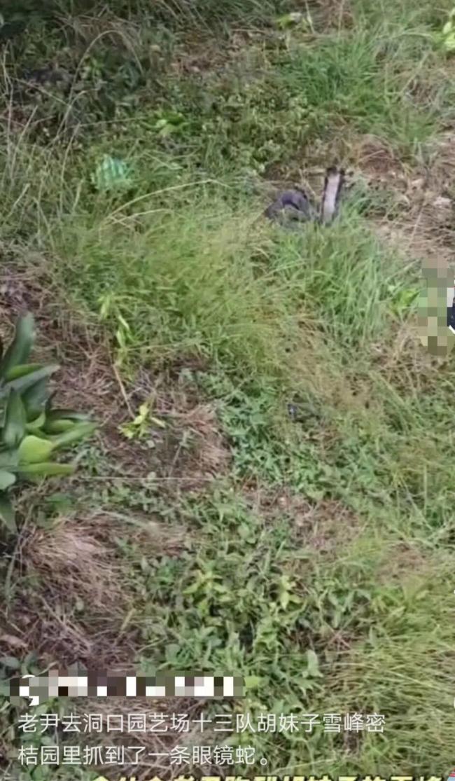 男子直播挖蛇被咬 没打血清失联至今 家属焦急寻找