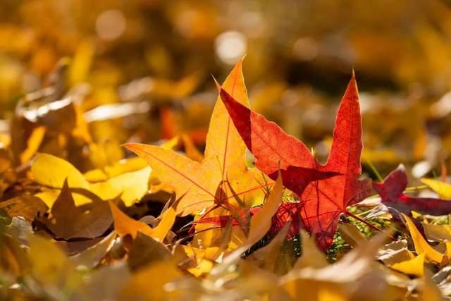 今年是百年一遇的“晚重阳” 霜降后迎吉祥