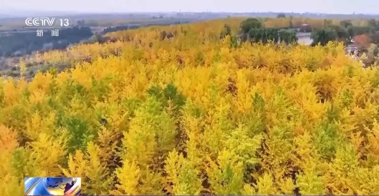多地秋天“迟到早退” 秋季为何越来越短了?