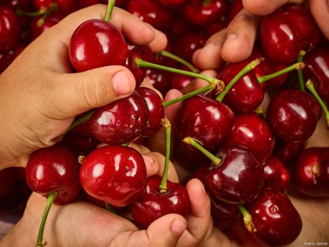 新年的车厘子自由 价格暴跌享实惠