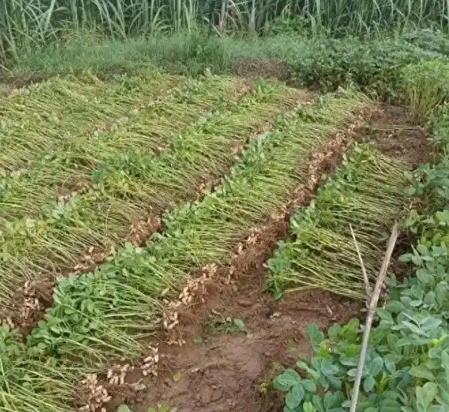 拔错别人家花生地事件_17岁少年凌晨五点拔花生薅错地_少年拔花生累瘫的经历