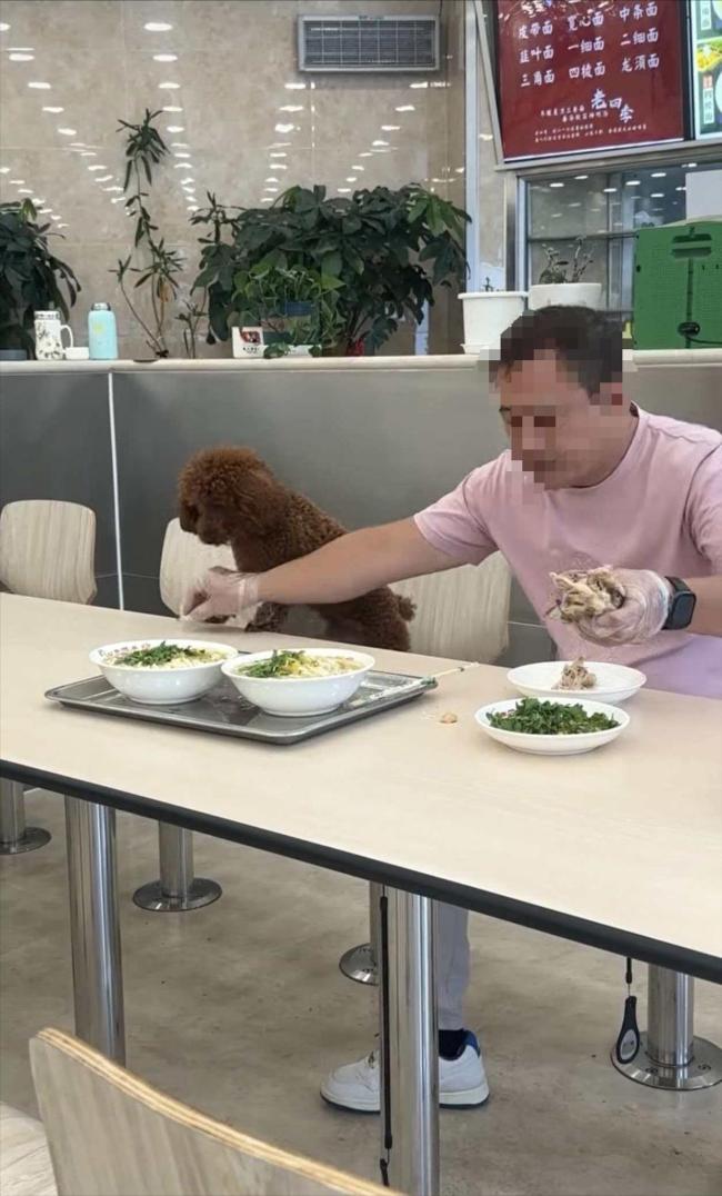 男子饭店就餐让宠物狗在餐桌进食 引发网友热议