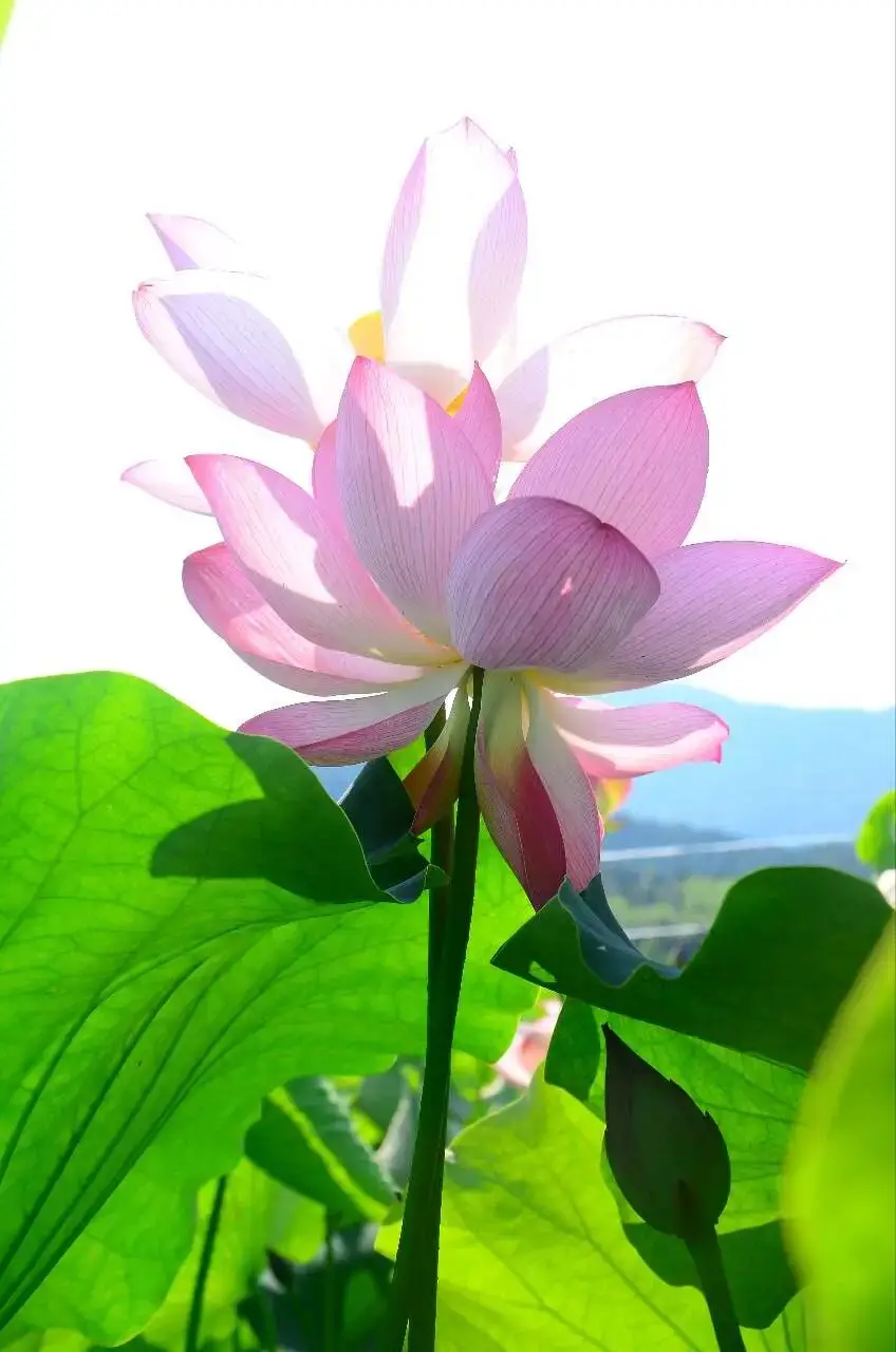 早晨早餐美好时光_早上 空腹 跑步_清晨活力满满心情