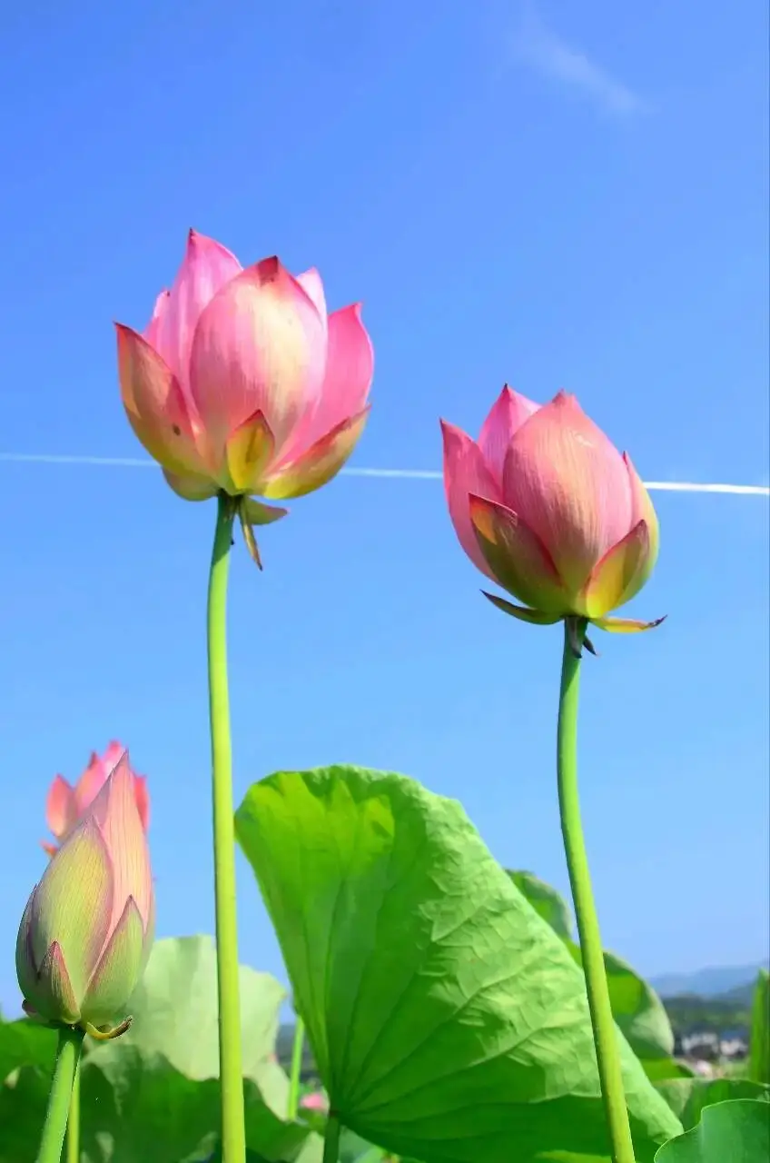 清晨活力满满心情_早上 空腹 跑步_早晨早餐美好时光