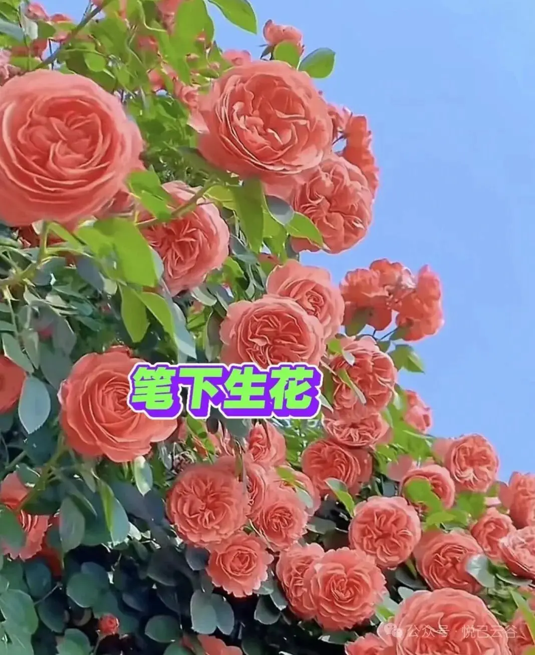 清晨活力满满心情_早上 空腹 跑步_早晨早餐美好时光