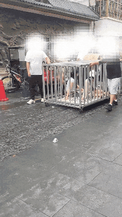 湖南汨罗多人关铁笼游街 警方调查处理 何某龚某某被拘留_湖南汨罗低俗场景网络炒作 公安机关介入调查_警方回应多人拉两女子“浸猪笼”游行